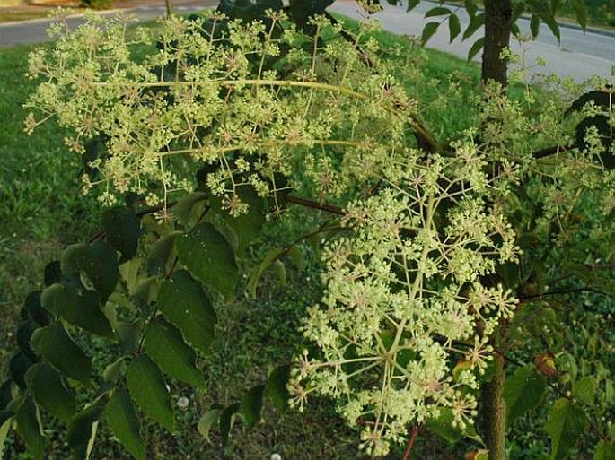 Aralia elata