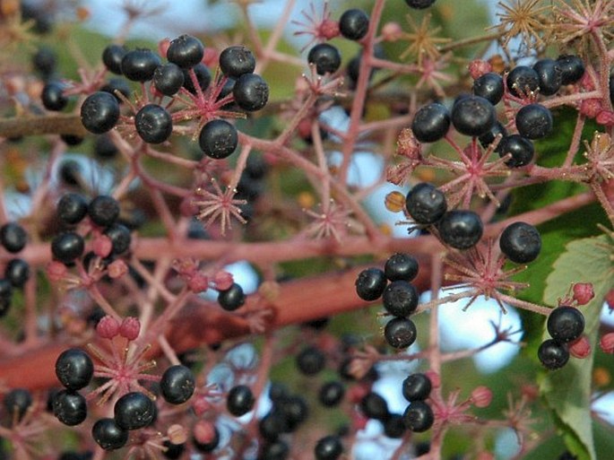 Aralia elata