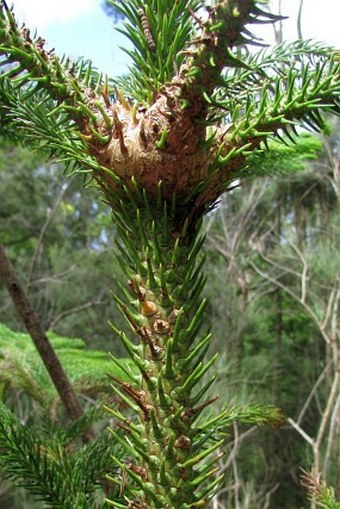 Araucaria columnaris