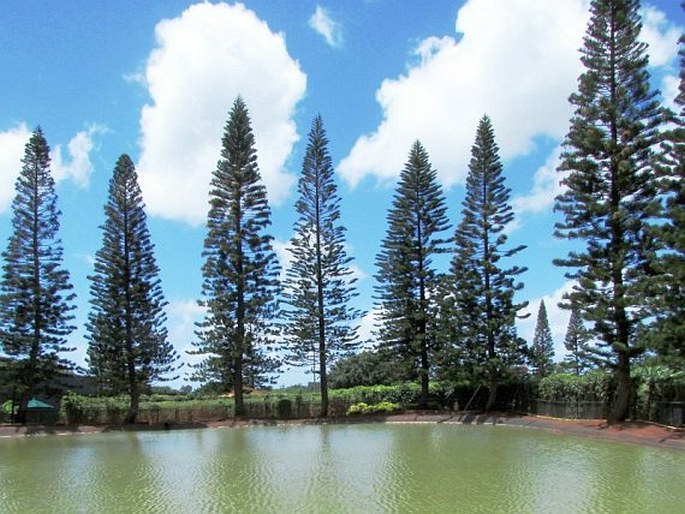 Araucaria columnaris