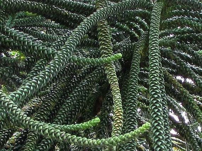 Araucaria columnaris