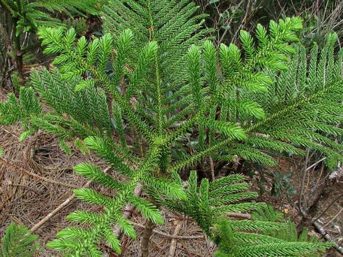 Araucaria columnaris