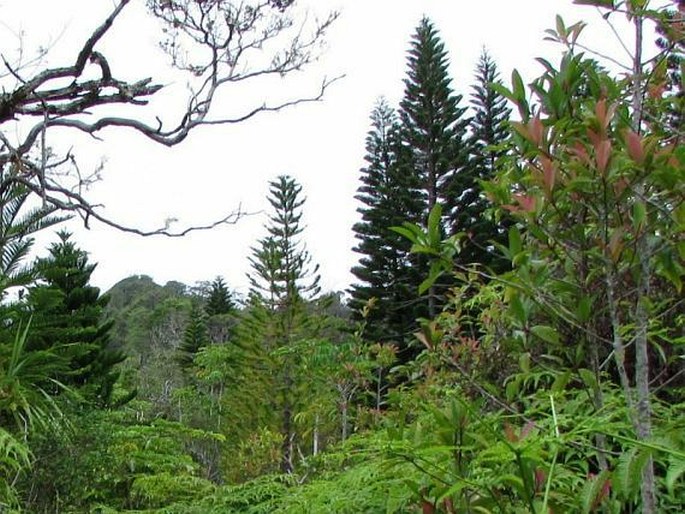 Araucaria columnaris