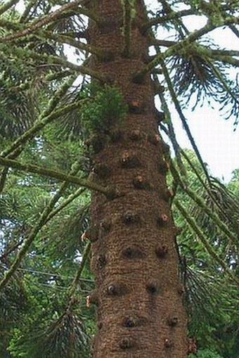 Araucaria bidwillii