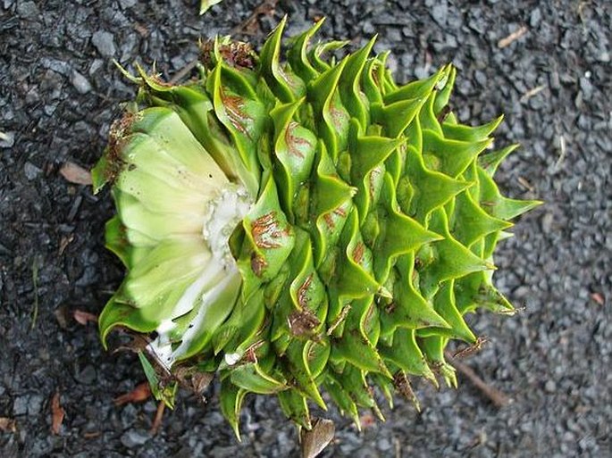 Araucaria bidwillii