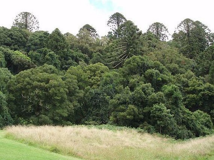 Araucaria bidwillii