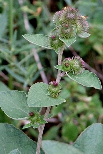 Arctium minus