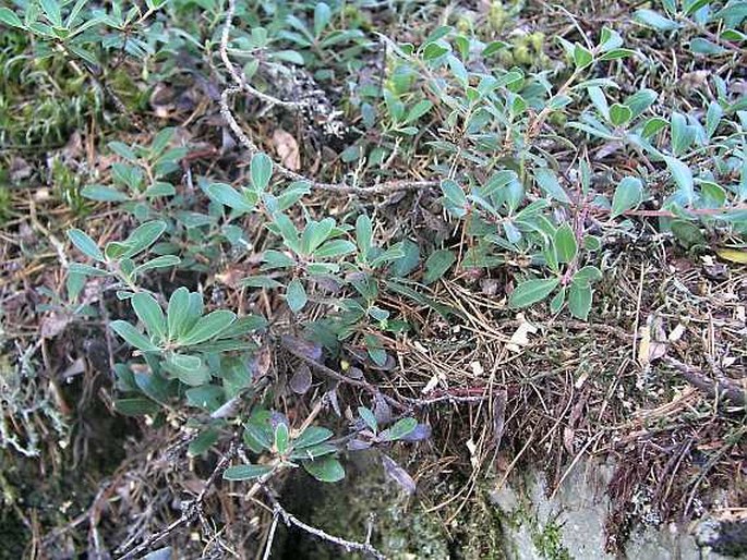 Arctostaphylos columbiana