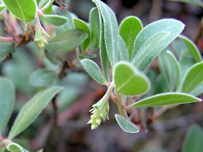 Arctostaphylos columbiana