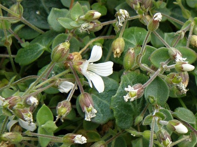 Arenaria bertolonii