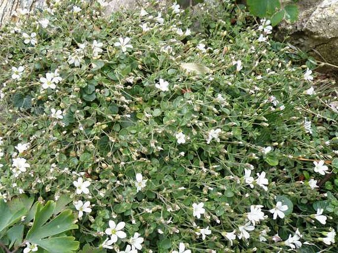 Arenaria bertolonii