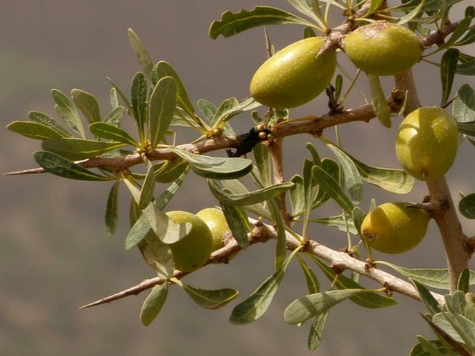 ARGANIA SPINOSA (L.) Skeels - dvojčet trnitý