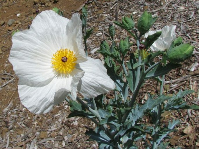 Argemone glauca