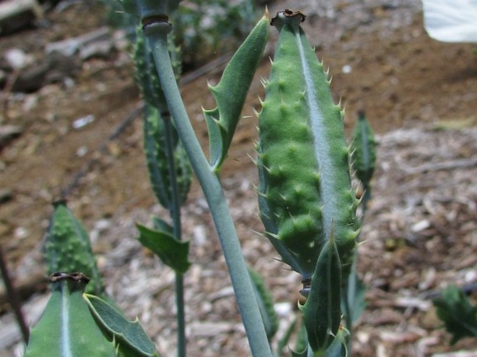 Argemone glauca