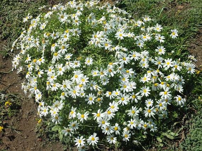 ARGYRANTHEMUM HIERRENSE Humphries – kopretinovec