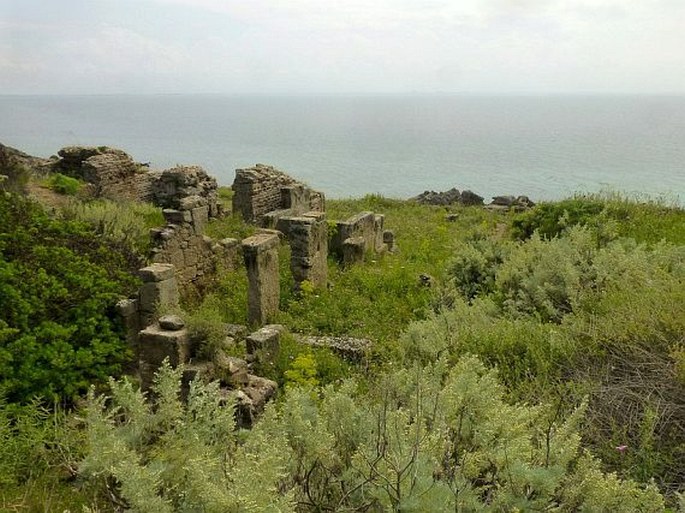 Artemisia arborescens