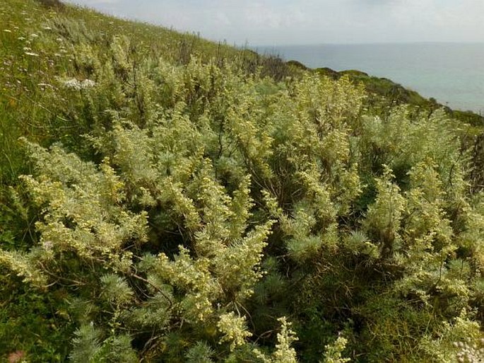 Artemisia arborescens