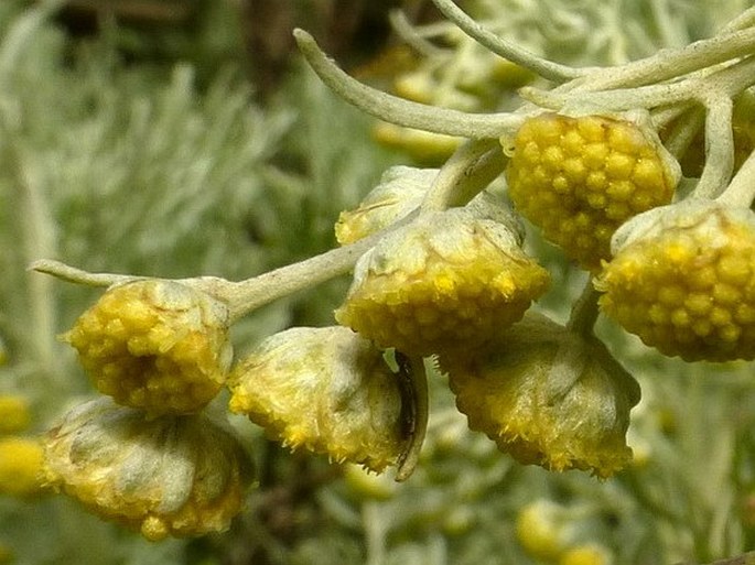 Artemisia arborescens