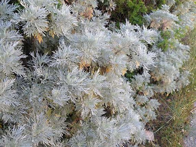 Artemisia arborescens