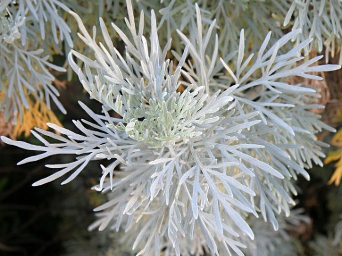 Artemisia arborescens