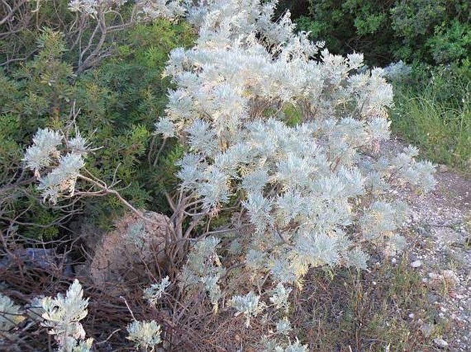 Artemisia arborescens