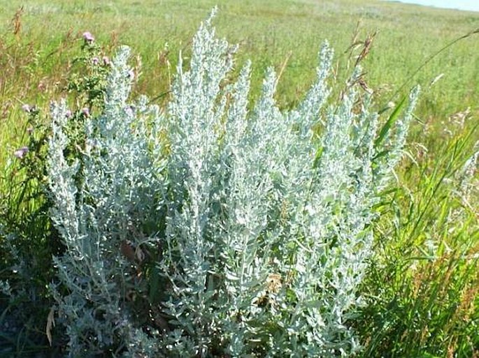 Artemisia ludoviciana