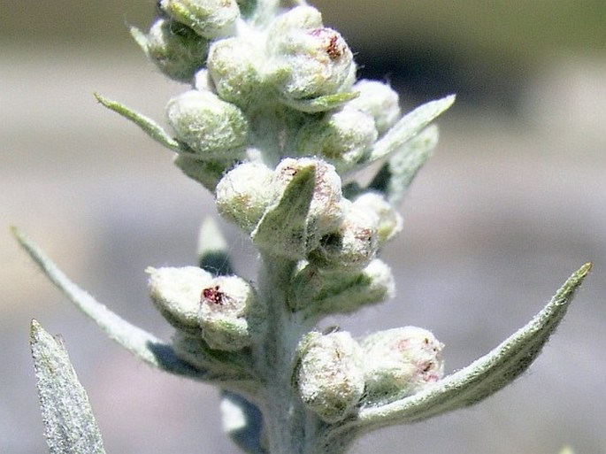 Artemisia ludoviciana