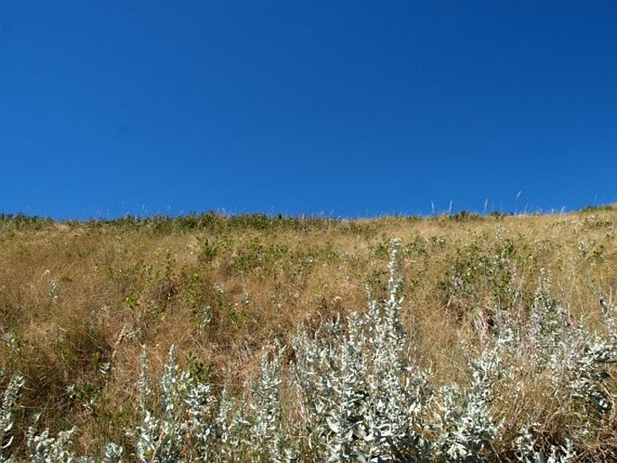 Artemisia ludoviciana