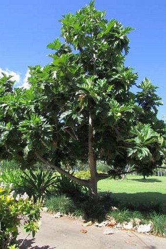 Artocarpus altilis