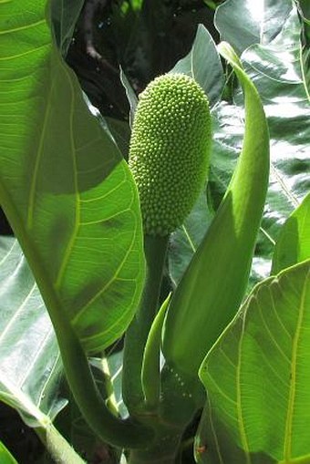 Artocarpus altilis