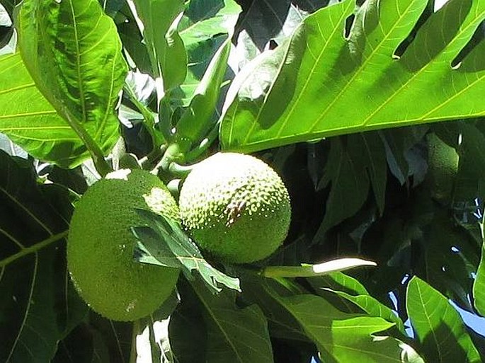 Artocarpus altilis