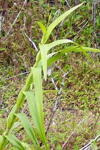 Arundina graminifolia