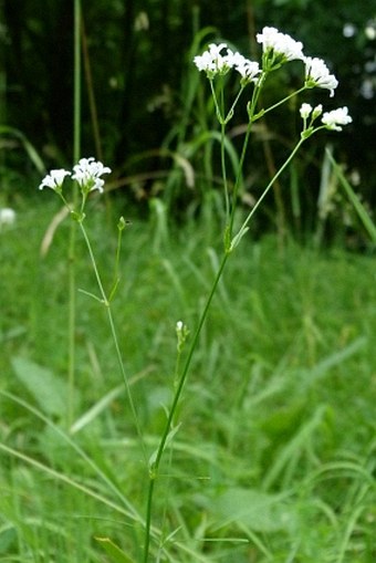 Asperula tinctoria