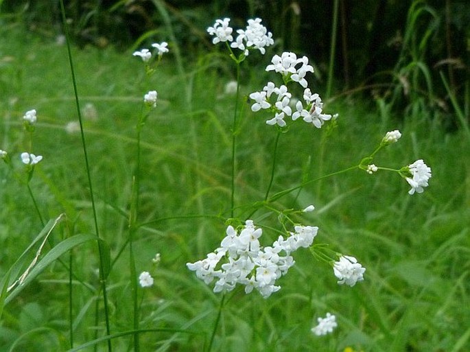 Asperula tinctoria