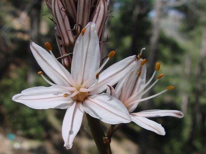 ASPHODELACEAE Juss. – kopíčkovité