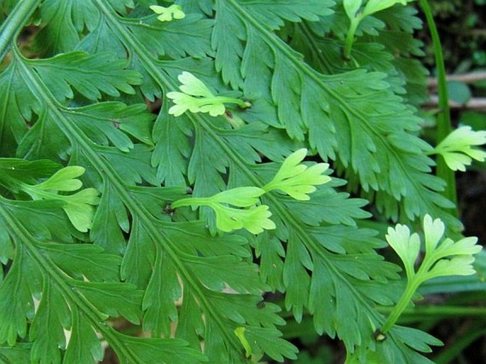 Asplenium bulbiferum