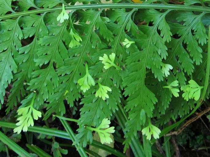 Asplenium bulbiferum