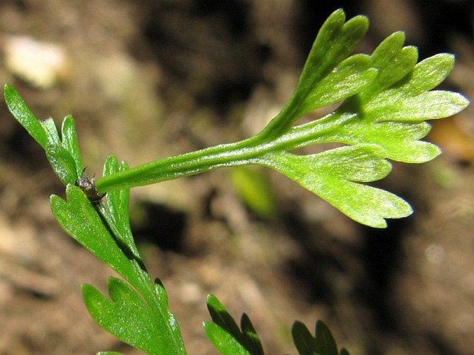 Asplenium bulbiferum