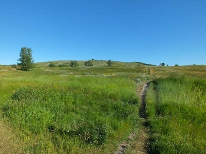 Astragalus agrestis