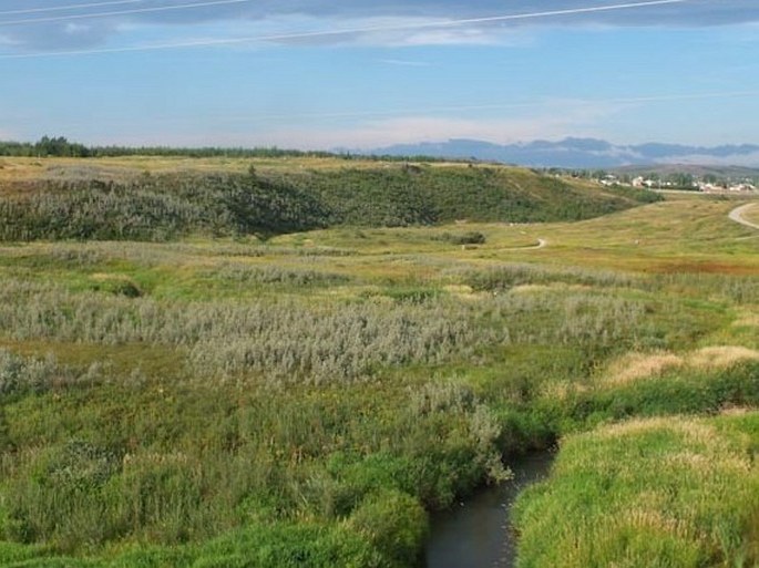 Astragalus crassicarpus