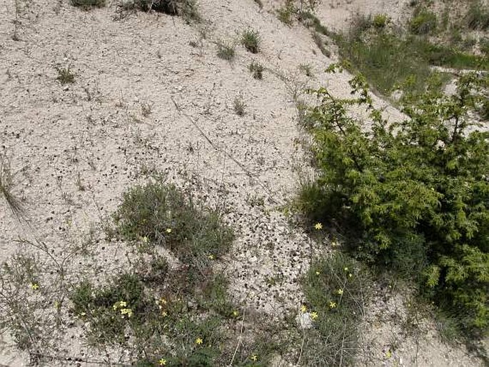 Astragalus tigridis