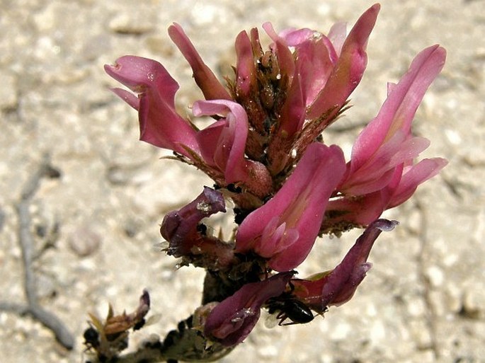 Astragalus tigridis
