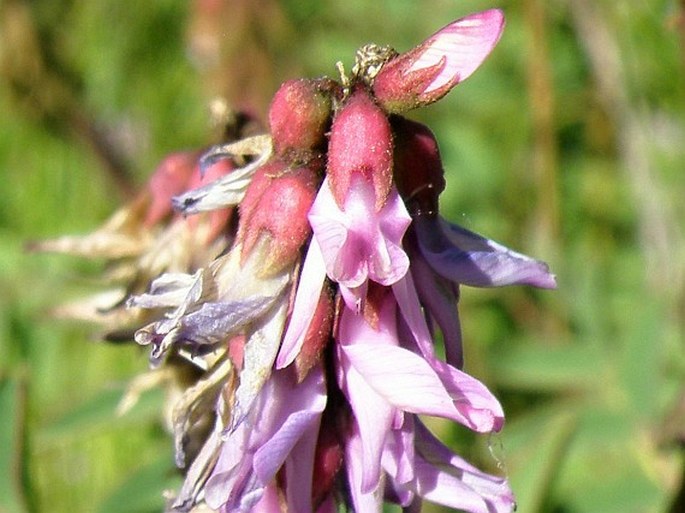 Astragalus atropilosulus