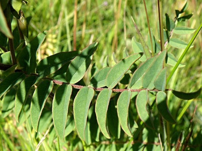 Astragalus atropilosulus