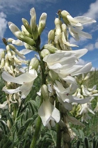 Astragalus drummondii