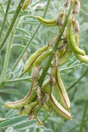 Astragalus drummondii