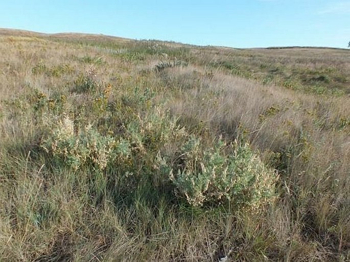 Astragalus drummondii