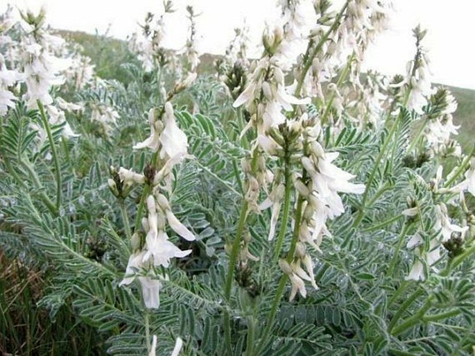 Astragalus drummondii