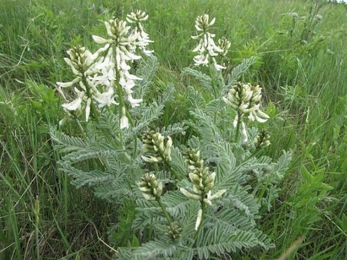 Astragalus drummondii