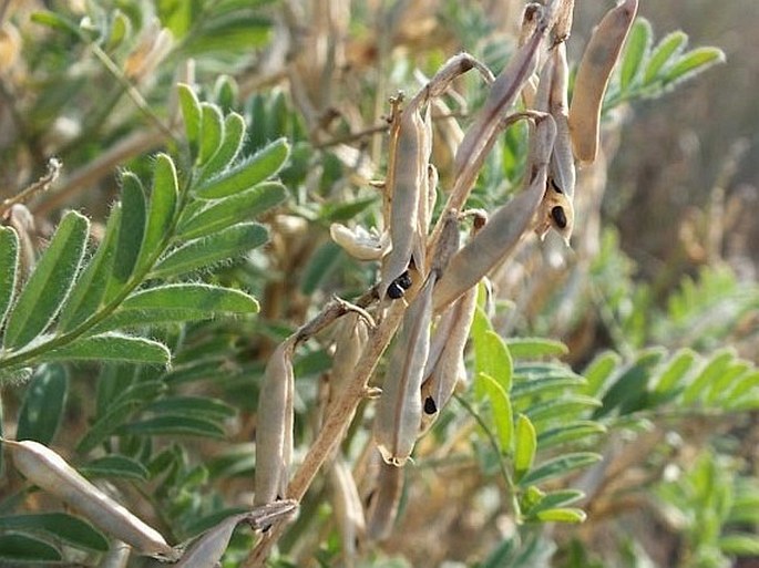 Astragalus drummondii